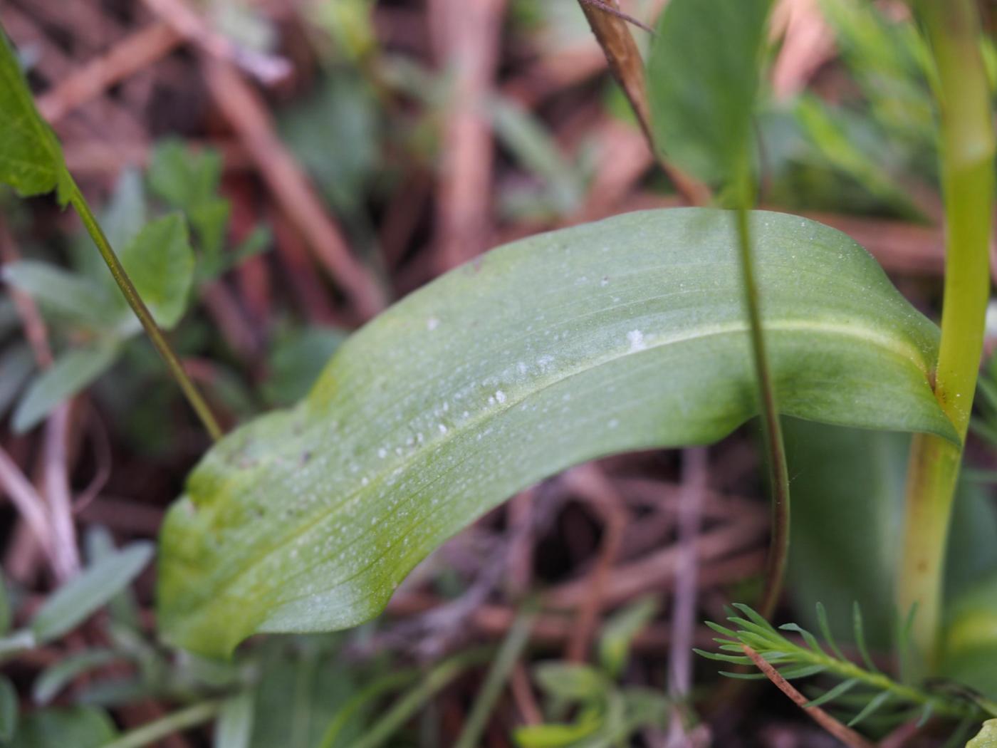 Orchid, Frog leaf